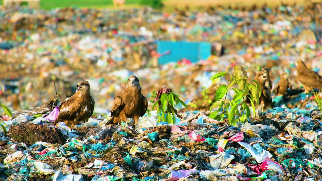 쓰레기 매립지 에 서 있는 독수리 나 독수리 들 과 배경 에 서 있는 수십 마리 의 독수리