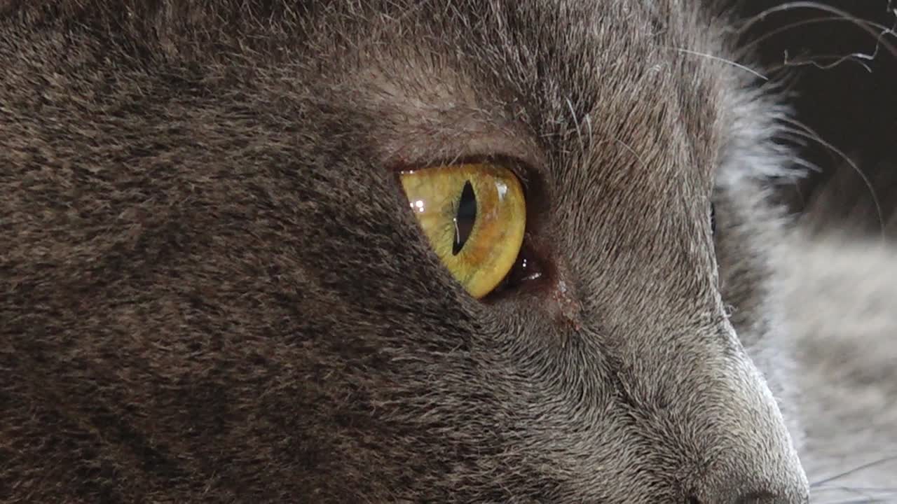 러시아 파란 고양이는 매체를 아름답게 봅니다.