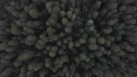 Excelente-Toma-Aérea-De-Autos-Conduciendo-Por-La-Autopista-Redwood-En-Oregon,-Rodeada-Por-Un-Espeso-Bosque