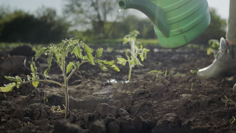 Farmer watering tomato seedling