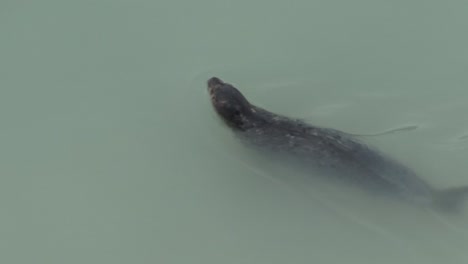 Seal-swimming-in-Glacier-Bay-Alaska-in-front-of-Margerie-glacier