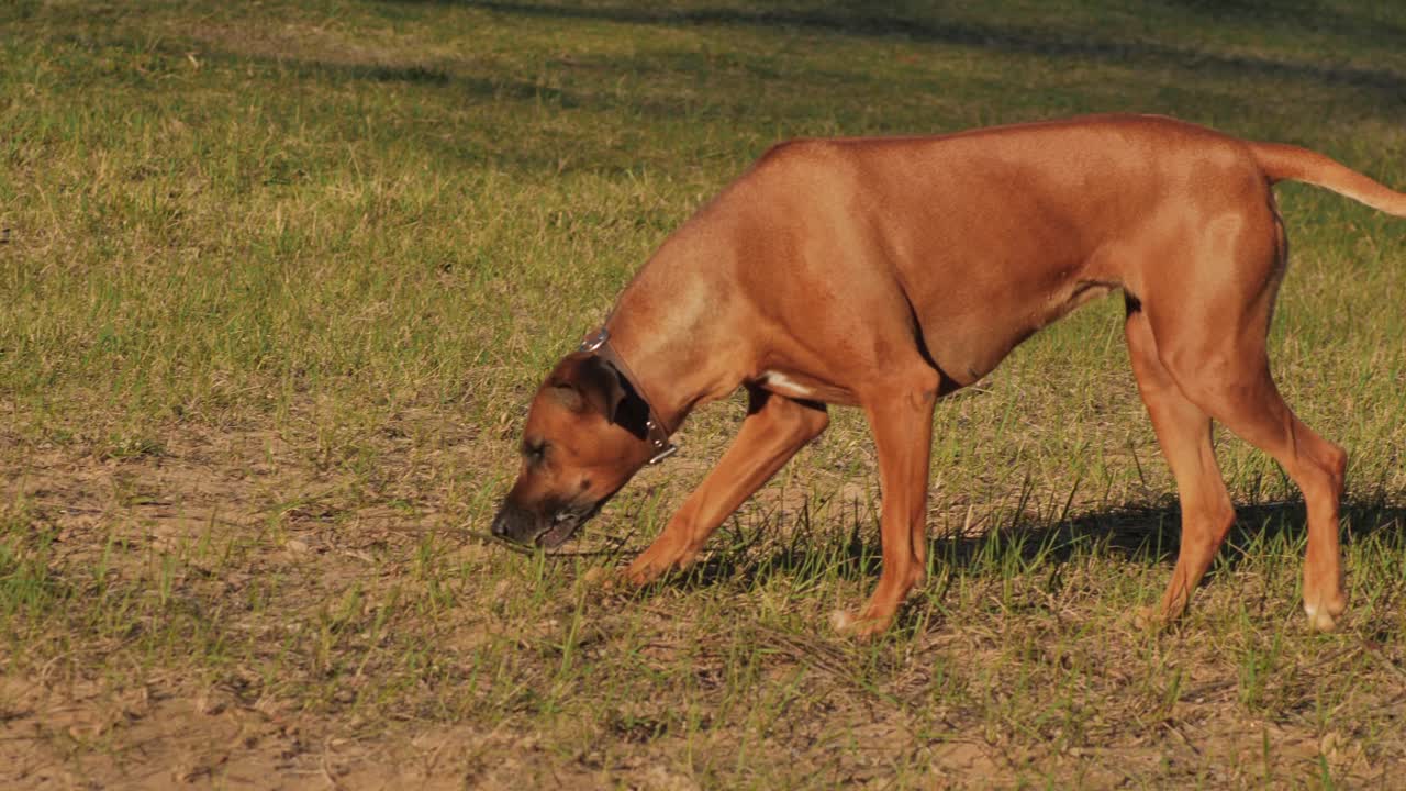 개는 강으로 실행