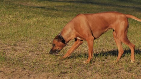 Der-Hund-Läuft-Am-Fluss-Entlang