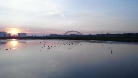 birds resting and washing itself while a heron is looking during a sunrise captured in wide shot drone in slowmo in the netherlands