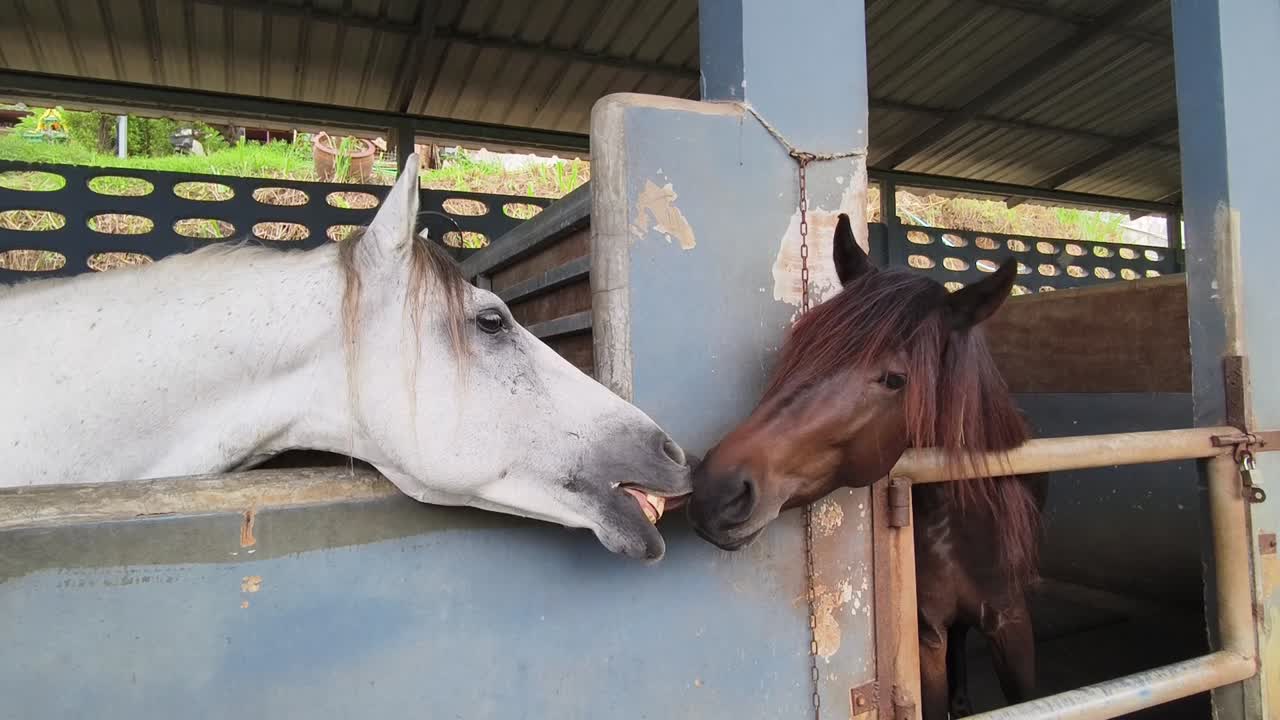 창고 에 있는 두 마리 의 말