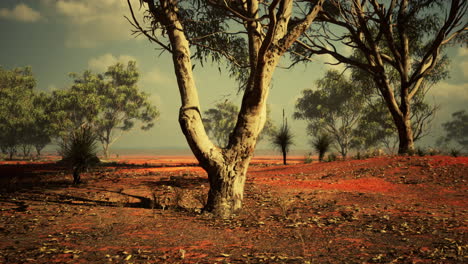 acacias trees in the landscape of tanzania with clouds in the sky