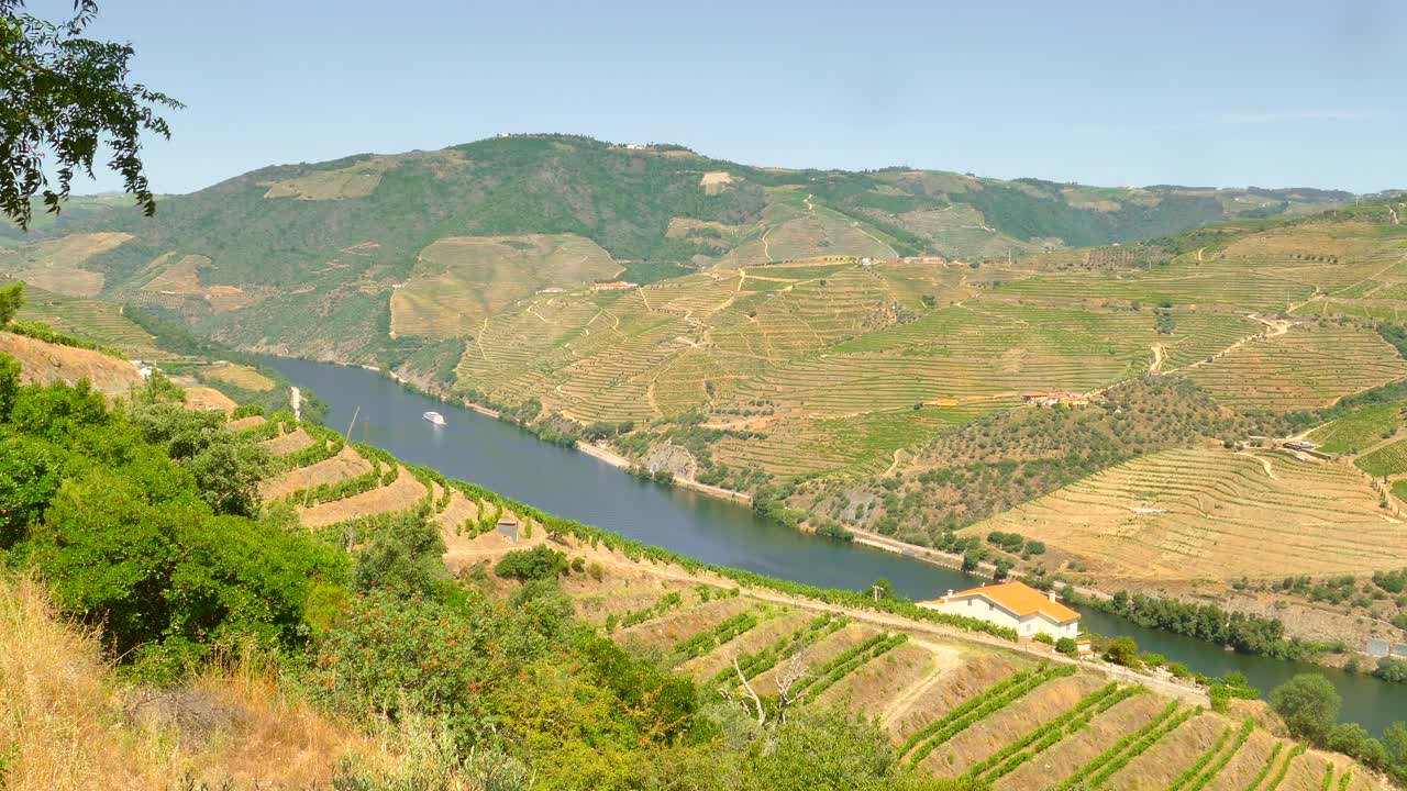 Ripresa dall'alto su splendidi vigneti lungo il pendio collinare nella Valle del Douro, zona di Porto, Portogallo, in una giornata di sole.