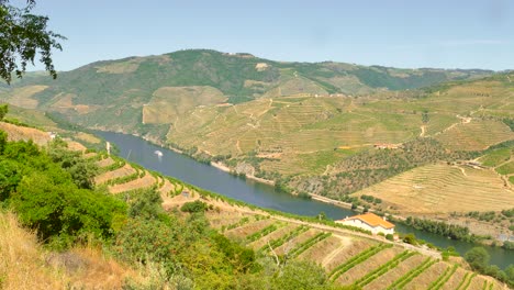 High-angle-shot-over-beautiful-vineyards-along-the-hilly-slope-in-Douro-Valley,-Porto-area,-Portugal-on-a-sunny-day