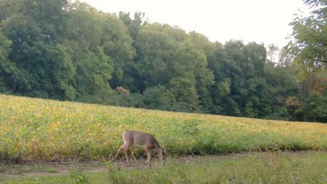 white tail deer - doe walks out of a soybean field the midwest in autumn