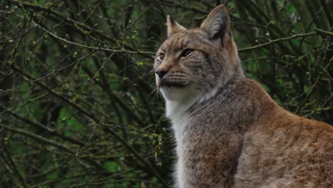 handheld shot of a lynx in nature on an overcast day, france