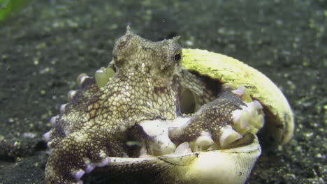 underwater shot of coconut octopus sitting between two mollusk shells on sandy bottom, look at the camera, closeup shot