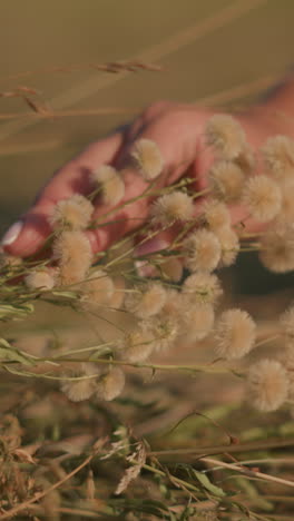 de cerca de la mano observando suavemente las flores silvestres en el campo de hierba bajo la cálida luz del sol, centrándose en el movimiento delicado y las texturas de las flores esponjosas y la hierba seca