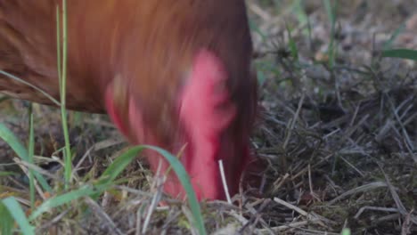 cerca de un pollo picoteando en la hierba