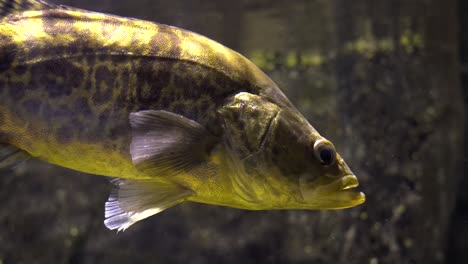 siniperca chuatsi el pez mandarín o la perca china es una especie de pez con aletas radiadas de agua dulce de la familia sinipercidae, las percas asiáticas