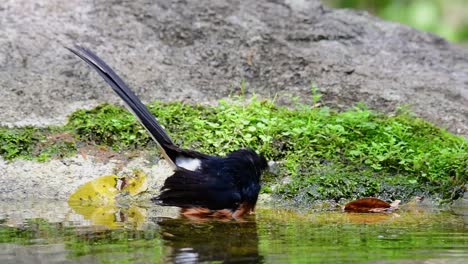 White-rumped-Shama-bathing-in-the-forest-during-a-hot-day,-Copsychus-malabaricus,-in-Slow-Motion