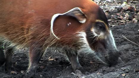 a red river hog forages in the mud