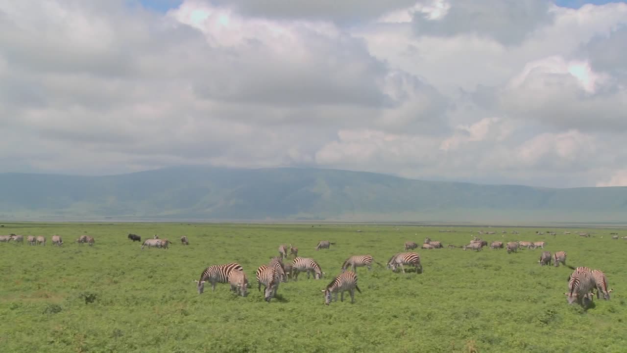 얼룩말과 야생 누우가 풀을 뜯는 아프리카의 열린 사바나를 가로지르는 느린 팬