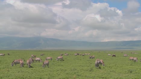 a slow pan across the open savannah of africa with zebras and wildebeest grazing