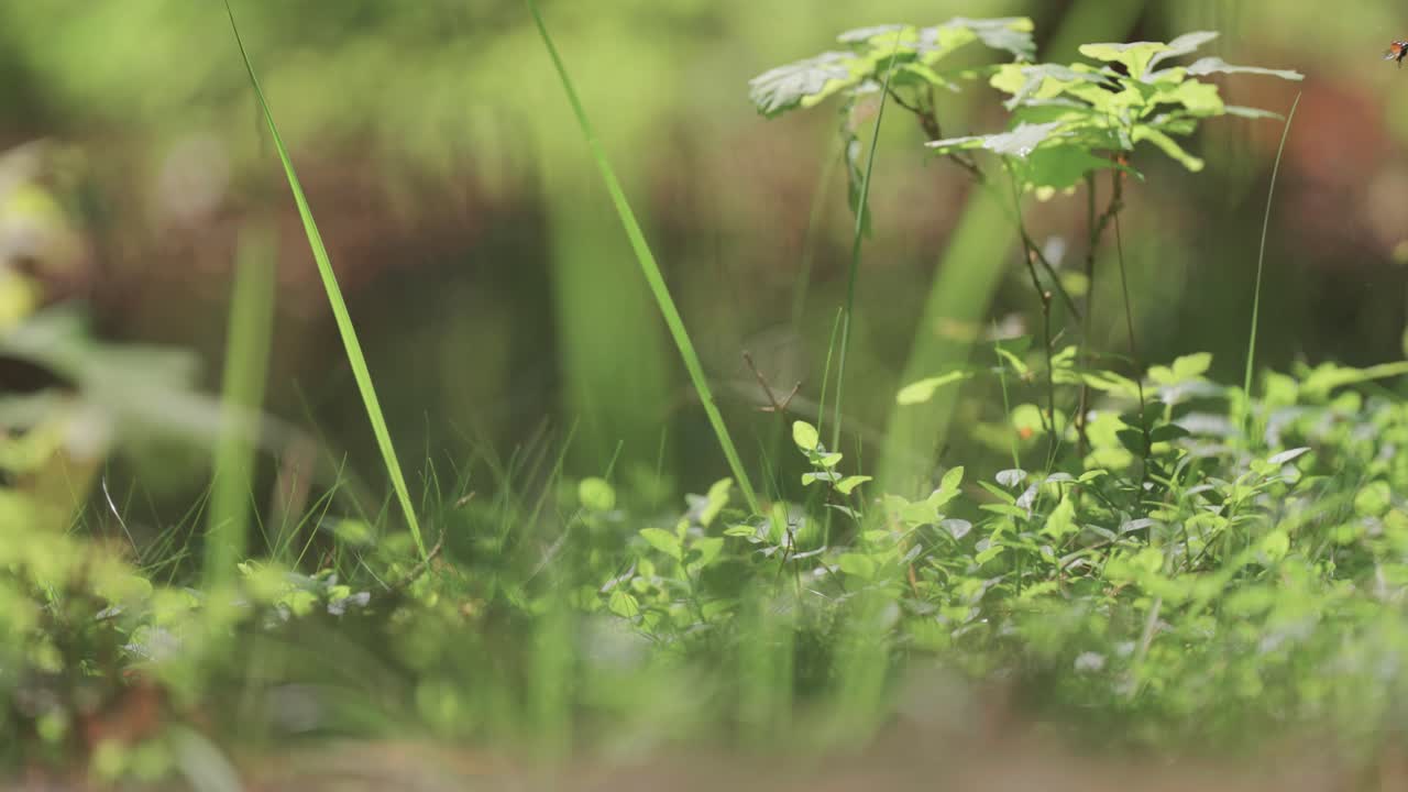 pequeños árboles pequeños de roble crecen en la abertura del bosque iluminado por el sol rodeado de vegetación verde exuberante mientras los insectos se agrupan en el aire