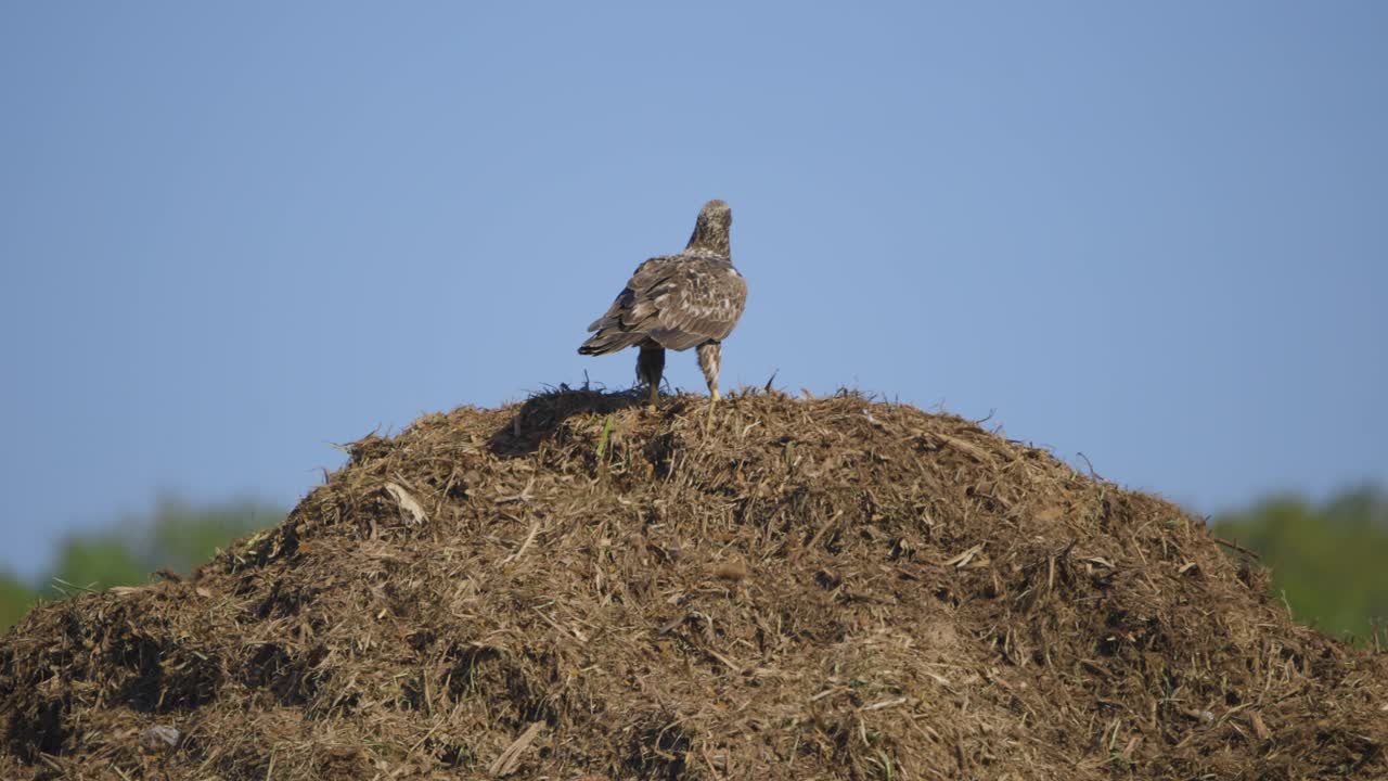 Golden Eagle standing atop mud mound with feathers moving in the wind