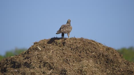 golden eagle standing atop mud mound with feathers moving in the wind