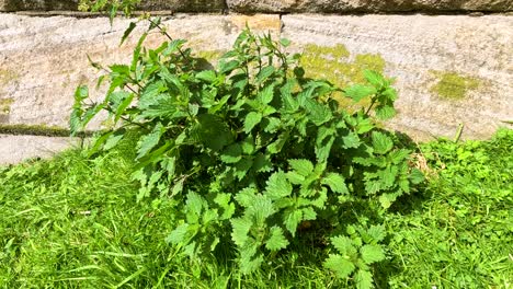 nettle plant growing by stone wall