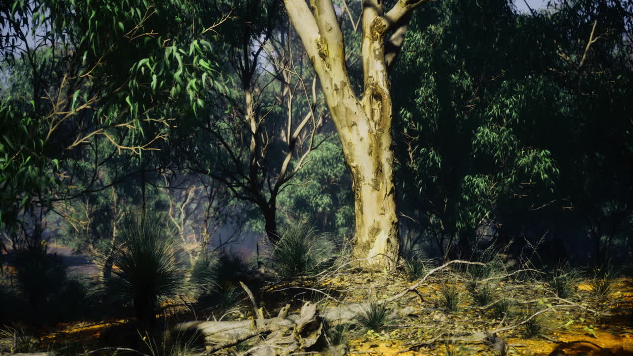 Exploration of a serene woodland filled with vibrant greenery and tranquility