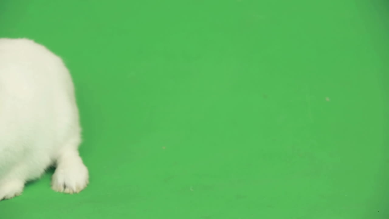 пушистый белый кролик, перемещающийся по пространству для копирования