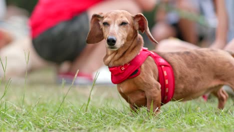 Dachshund-dog-in-the-park