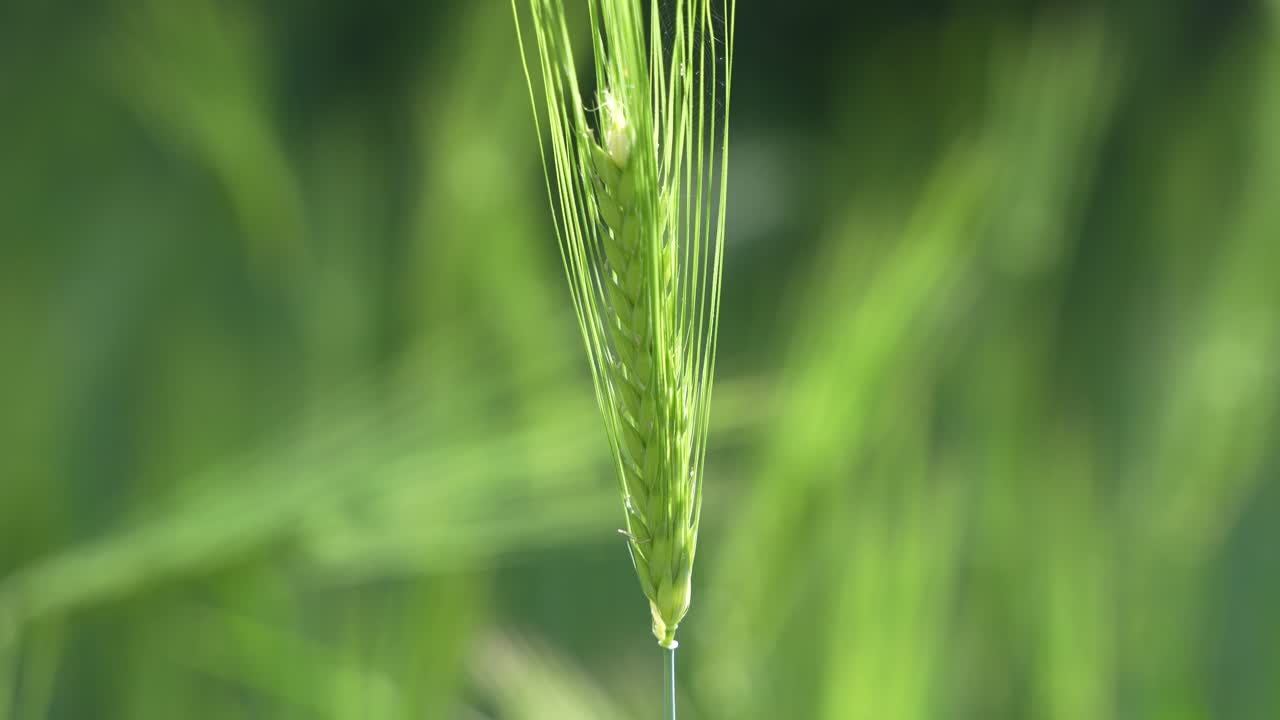 Wheat cultivated in the hilly areas.