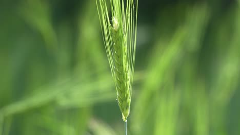 wheat cultivated in the hilly areas.
