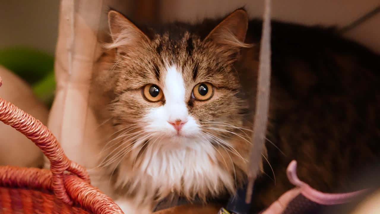 En domestic longhair tabby-kat, der hviler på en hylde og roligt betragter sine omgivelser. Et roligt øjeblik med et kæledyr indendørs, der viser opmærksomhed, nysgerrighed og afslappet adfærd i et hyggeligt hjemmemiljø.