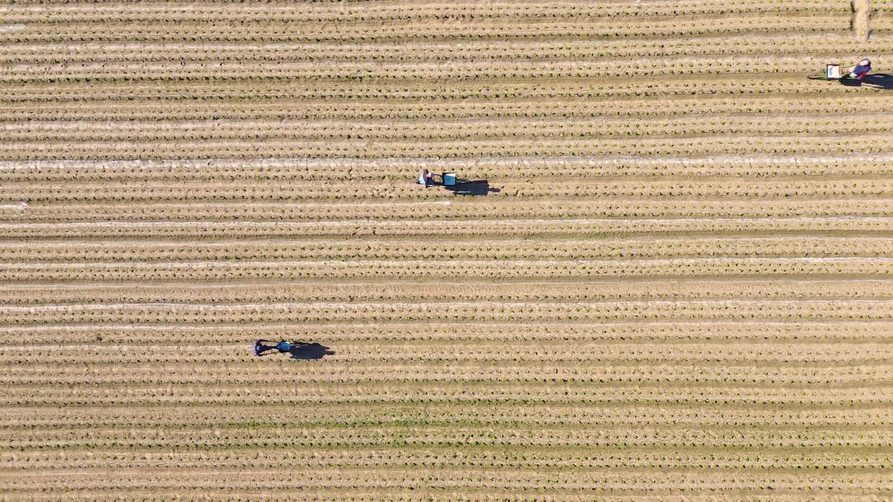 Vista aerea con drone di agricoltori che fertilizzano campi di ortaggi appena piantati in terreni agricoli rurali