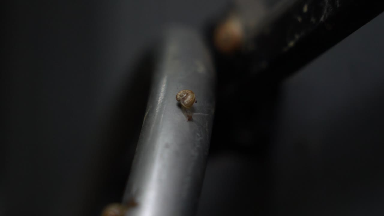 Detailed 4K close-up of a garden snail crawling on a metallic bar. The focus is on the snail's shell and antennae as it moves slowly against a blurred background