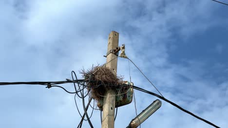 birds nest on a electricity pole against blue sky