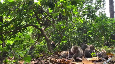 group of monkey's taking cover under a tree in bali, indonesia