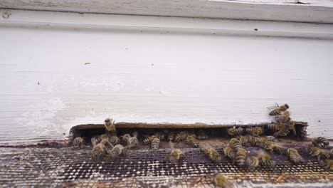 Honey-bees.