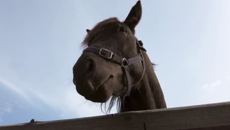 Close-up-portrait-of-a-black-horse-seen-from-a-low-angle,-horse-face-sniffing-and-looking-into-the-camera