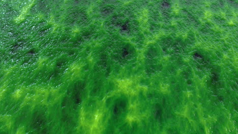 florecimiento de algas verdes