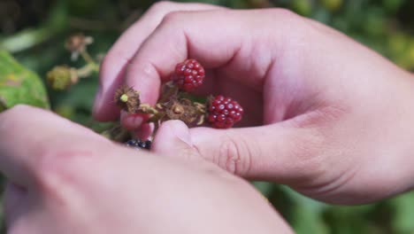 this shot is of a farmer picking berries in the english countryside