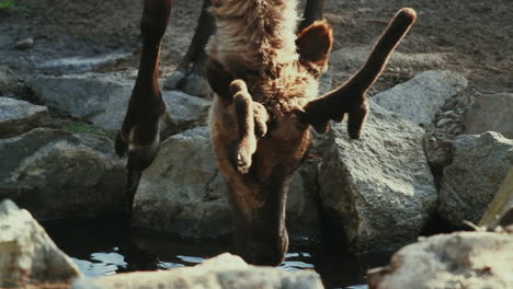 deer drinking water from a stream. stockholm, sweden