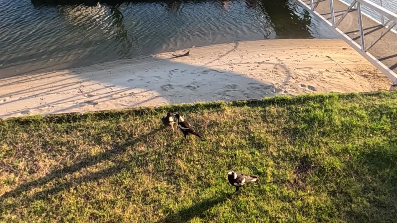 새들은 호수 의 항구 근처에서 상호 작용하고 먹이를 먹습니다.