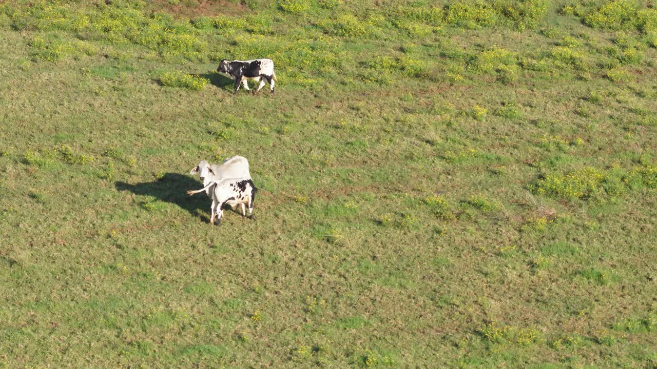 A mother cow feeds her calf in a sunlit pasture, highlighting nurturing behavior and natural surroundings