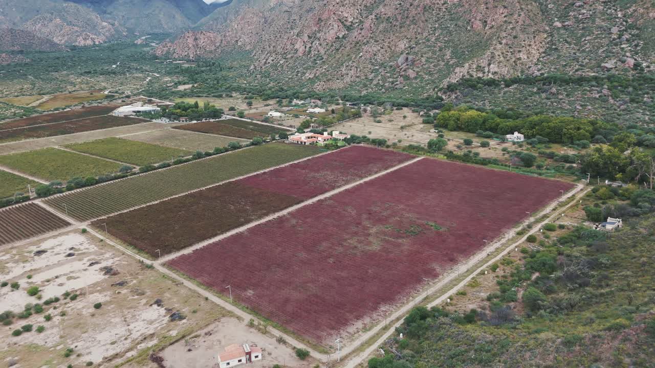 vistas aéreas de viñedos de alta altitud en cafayate, salta, argentina