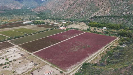 Aerial-views-of-high-altitude-vineyards-in-Cafayate,-Salta,-Argentina