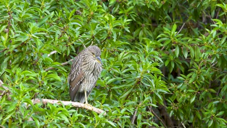 A-juvenile-Black-crowned-night-heron-standing-peacefully-on-a-branch