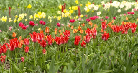 plantación de tulipanes en holanda agricultura 2