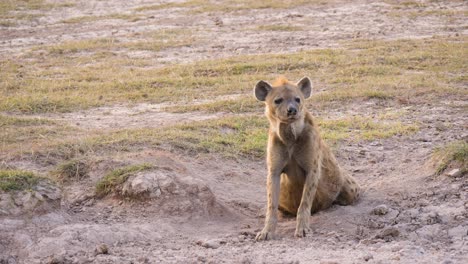 Hyena-Queen-sitting-on-her-den-in-early-evening-light-,-spotted-hyena