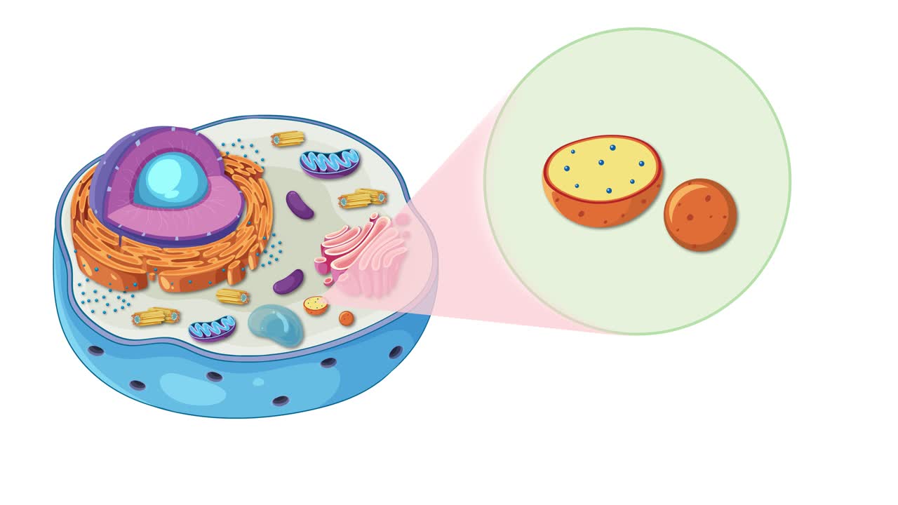 Detailed animation illustrating animal cell structure and lysosome function with vibrant colors and smooth transitions