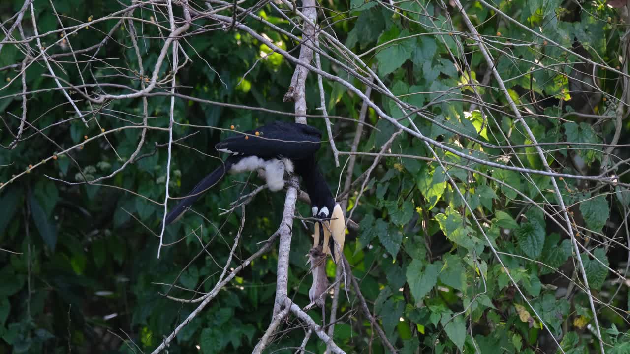 An Oriental Pied Hornbill Anthracoceros albirostris is resting for awhile as it is holding on to its prey, a small mouse that it is trying to feed on.